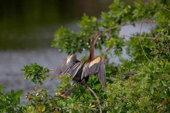 1129 anhinga (6F3A4287) April 18, 2021