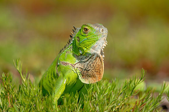 519 iguana (6F3A9173) April 15, 2021