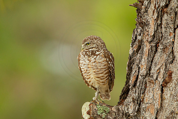 45 burrowing owl (6F3A2886) April 21, 2021