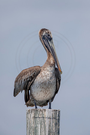 277 pelican (6F3A7777) April 15, 2021
