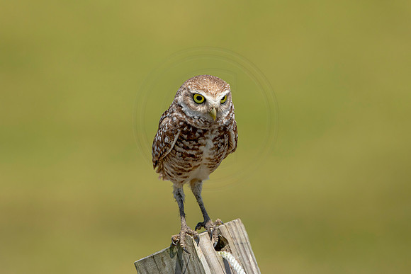 824 burrowing owl (6F3A1922) April 17, 2021