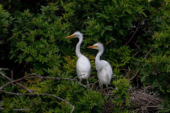 1131 egrets (6F3A4296) April 18, 2021