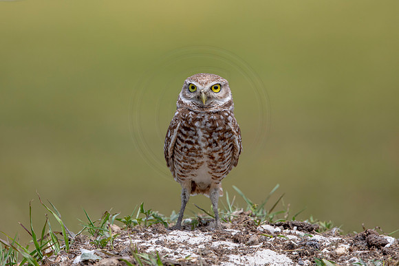 781 burrowing owl (6F3A1678) April 17, 2021
