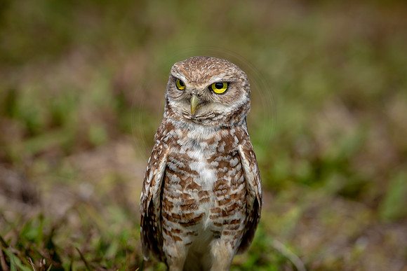 925 burrowing owl (6F3A2503) April 17, 2021