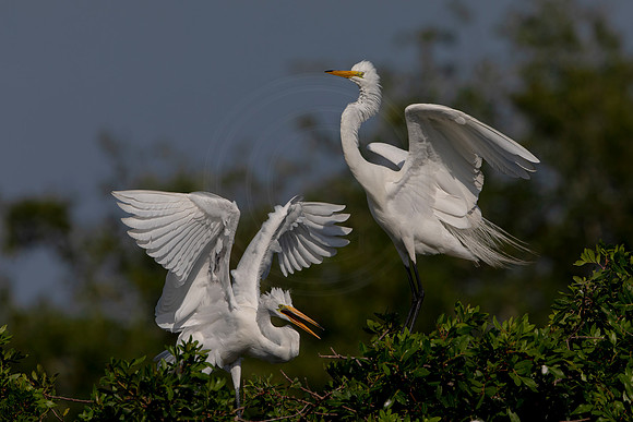 19 great egret (624A3650) April 18, 2021