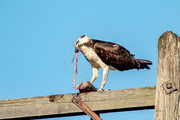 Osprey in Crown Point