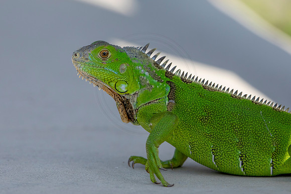 524 iguana (6F3A9193) April 15, 2021