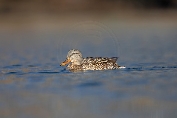 232 mallard (AF3A3630) March 13, 2021