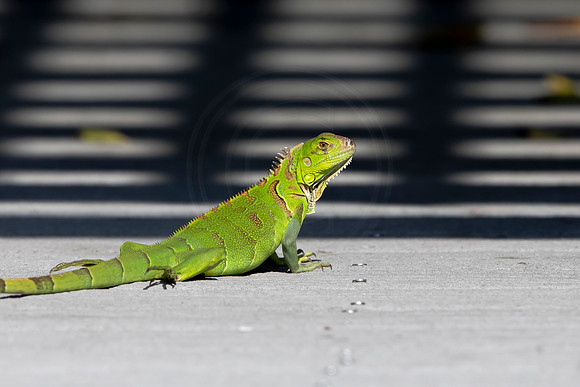 530 iguana (6F3A9264) April 15, 2021