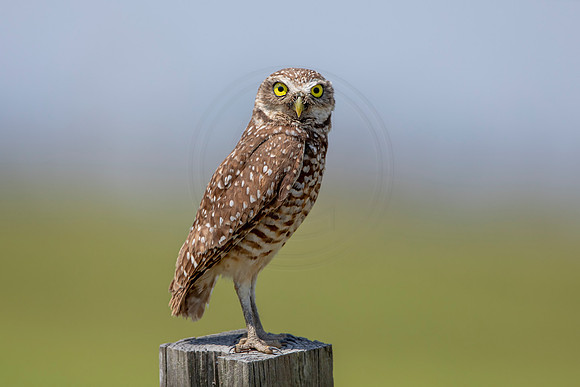 664 burrowing owl (6F3A0976) April 17, 2021