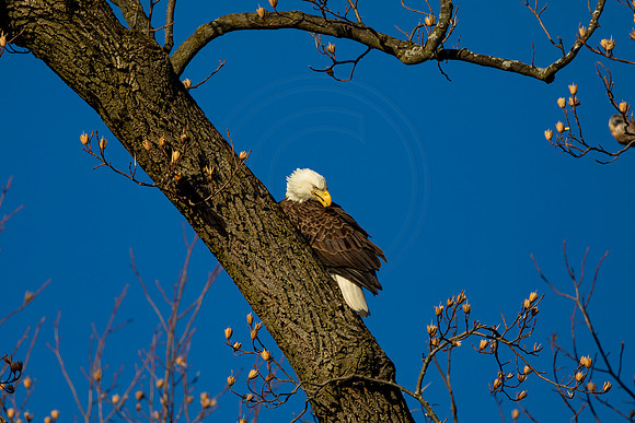 214 bald eagle (AF3A3476) March 12, 2021