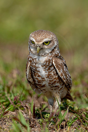 937 burrowing owl (6F3A2563) April 17, 2021