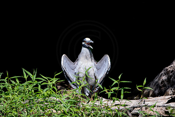 539 night heron (6F3A9529) April 16, 2021
