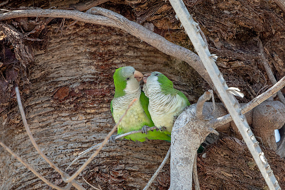 1183 monk parakeet (6F3A4880) April 18, 2021