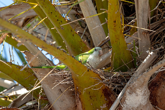 1189 monk parakeet (6F3A4982) April 18, 2021