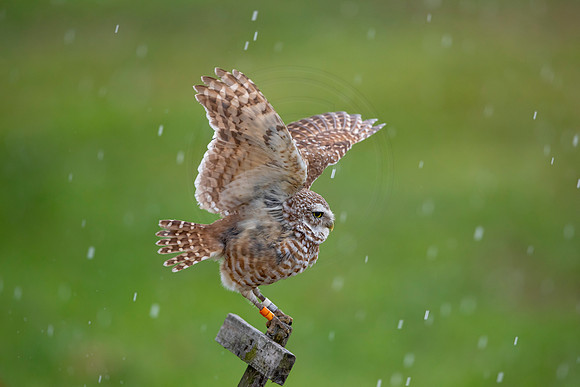 24 burrowing owl (6F3A7431) April 19, 2021