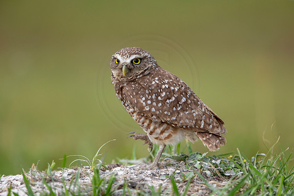 626 burrowing owl (6F3A0559) April 17, 2021