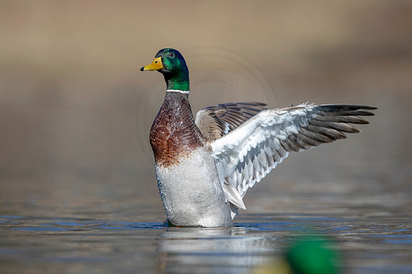 246 mallard (AF3A3728) March 13, 2021