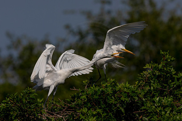 1058 egret (6F3A3655) April 18, 2021