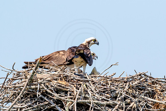 Osprey in Crown Point