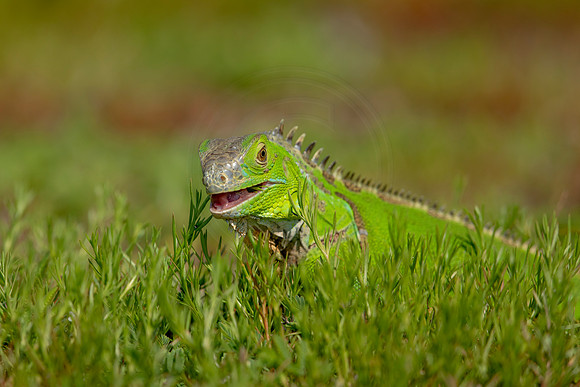 506 iguana (6F3A9124) April 15, 2021