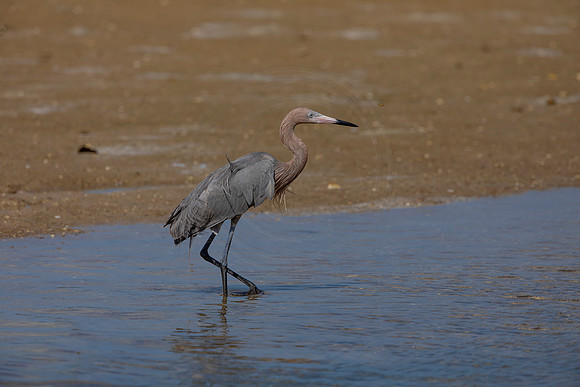 183 reddish egrets (6F3A6788) April 15, 2021