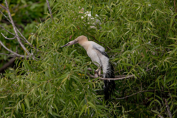1138 anhinga (6F3A4322) April 18, 2021