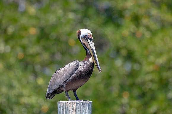 286 pelican (6F3A7834) April 15, 2021