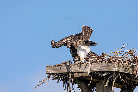 129 osprey (6F3A6493) April 15, 2021