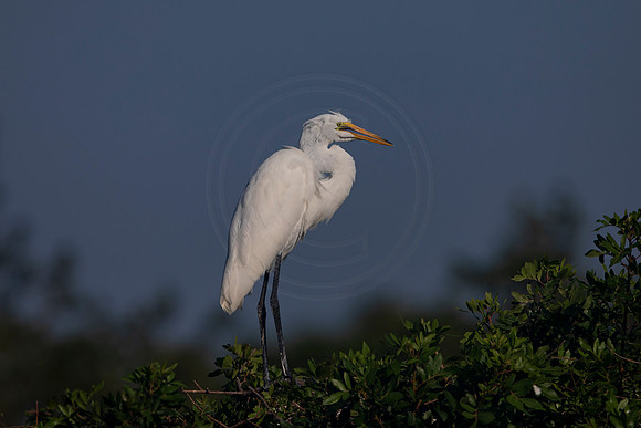 957 egret (6F3A2825) April 18, 2021