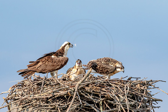 Osprey in Crown Point