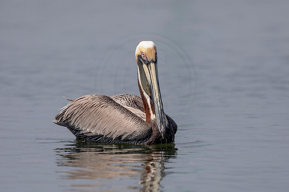 374 pelican (6F3A8406) April 15, 2021