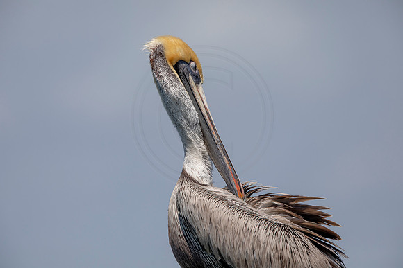 279 pelican (6F3A7787) April 15, 2021