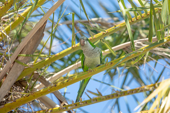 1195 monk parakeet (6F3A5077) April 18, 2021