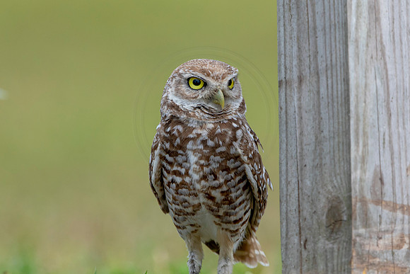 791 burrowing owl (6F3A1720) April 17, 2021