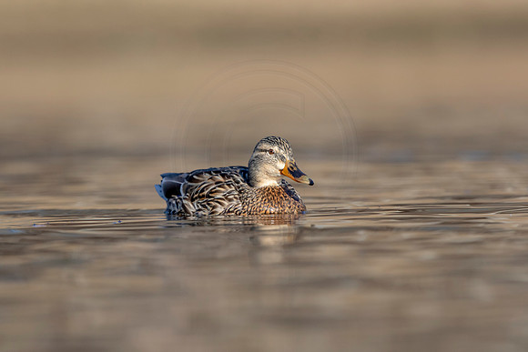 272 mallard (AF3A4475) March 20, 2021