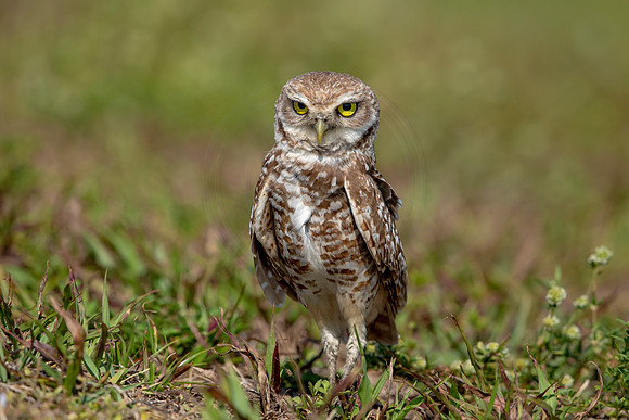 938 burrowing owl (6F3A2571) April 17, 2021
