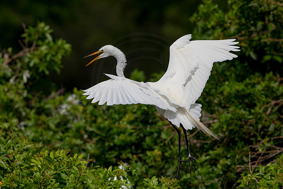 1124 egrets (6F3A4262) April 18, 2021