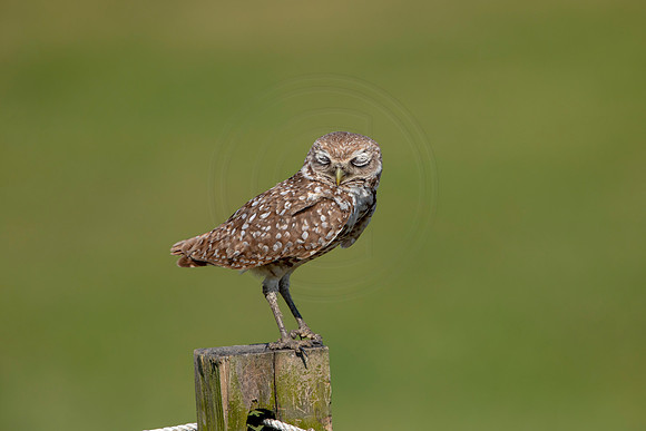 953 burrowing owl (6F3A2729) April 17, 2021