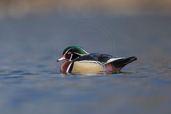 217 wood duck (AF3A3580) March 13, 2021