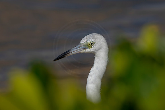 168 juvenile little blue heron (6F3A6674) April 15, 2021