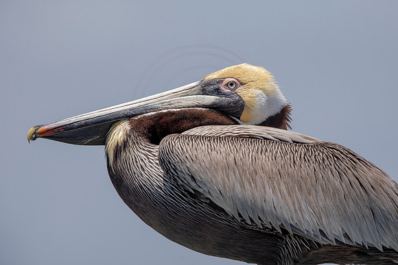 281 pelican (6F3A7798) April 15, 2021