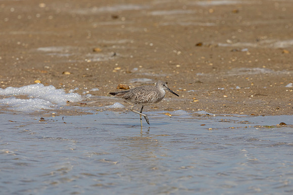 146 shorebird (6F3A6570) April 15, 2021