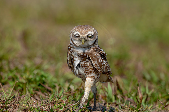 939 burrowing owl (6F3A2574) April 17, 2021