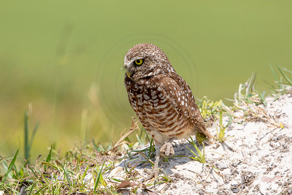 675 burrowing owl (6F3A1086) April 17, 2021