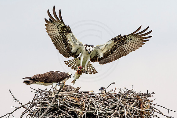 Osprey in Crown Point