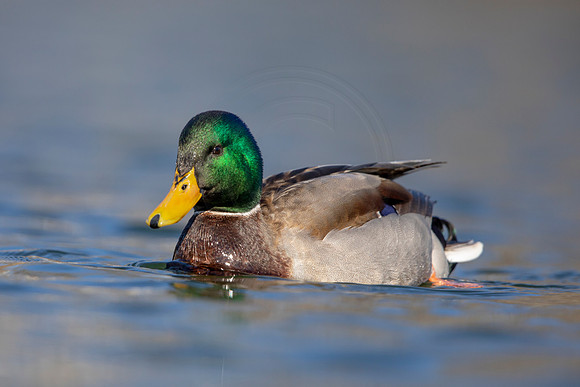 220 mallard (AF3A3595) March 13, 2021