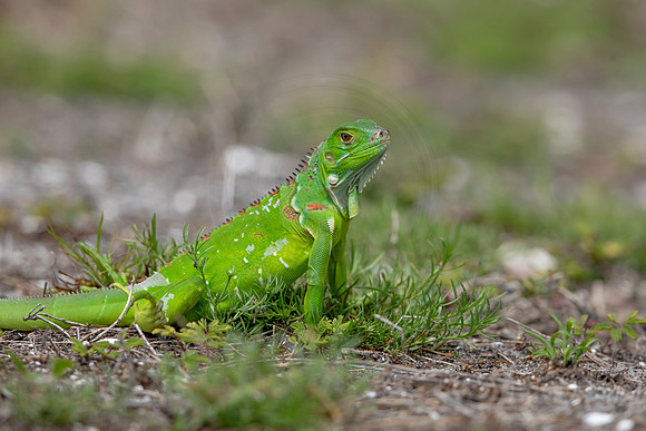 361 iguana (6F3A8367) April 15, 2021
