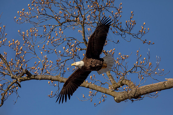 260 bald eagle (AF3A4096) March 13, 2021