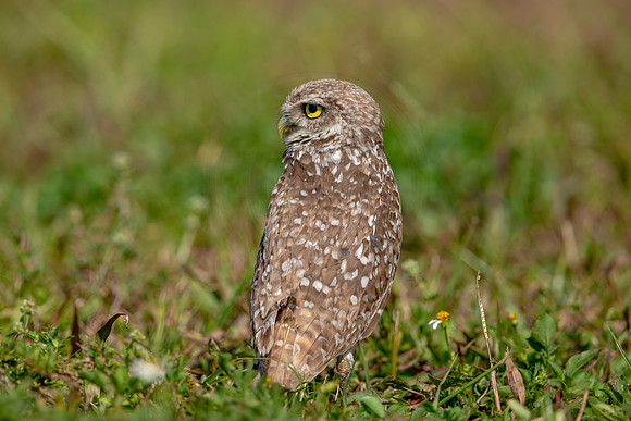 906 burrowing owl (6F3A2420) April 17, 2021